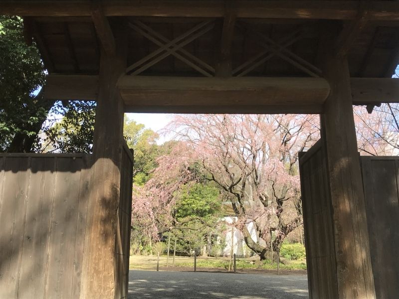 Tokyo Private Tour - Sakura starting to bloom in Rikugien in early spring