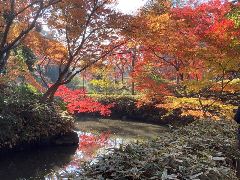 Tokyo Private Tour - Colored leaves in Rikugien in November