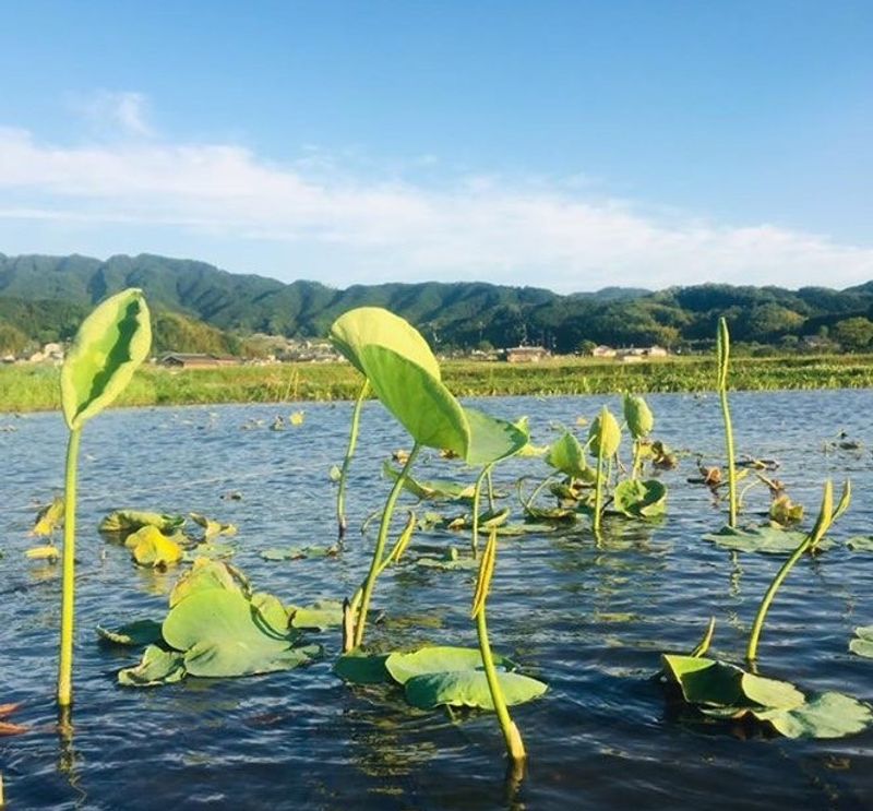 Nara Private Tour - Lotus muddy field