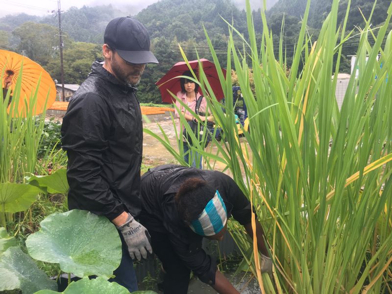 Nara Private Tour - Harvest of wild rice called "Makomo"