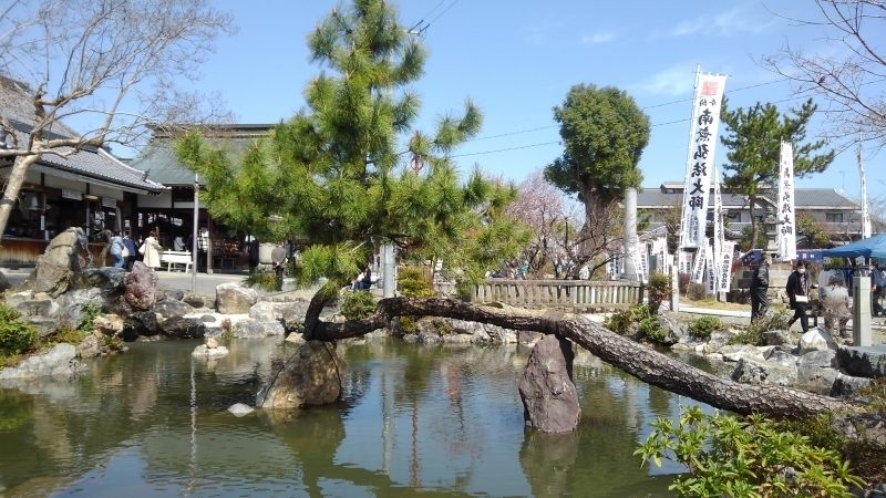 Gifu Private Tour - very unique pine tree in the temple, it is like a dragon?