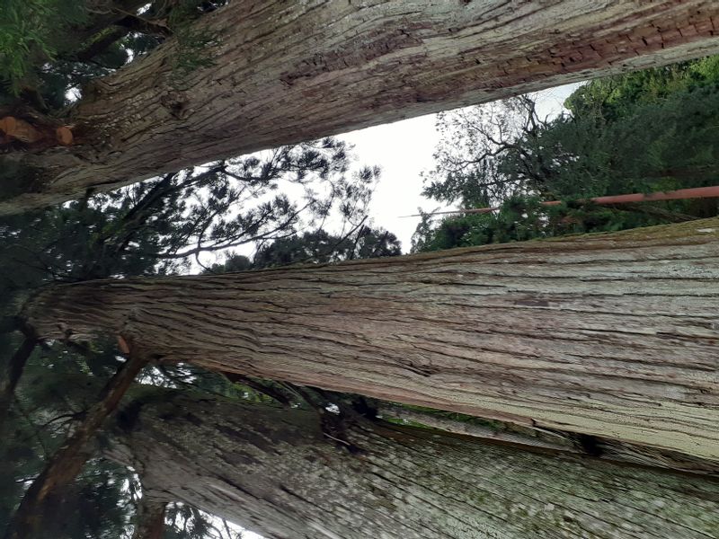 Mount Koya Private Tour - In Kongosanmaiin