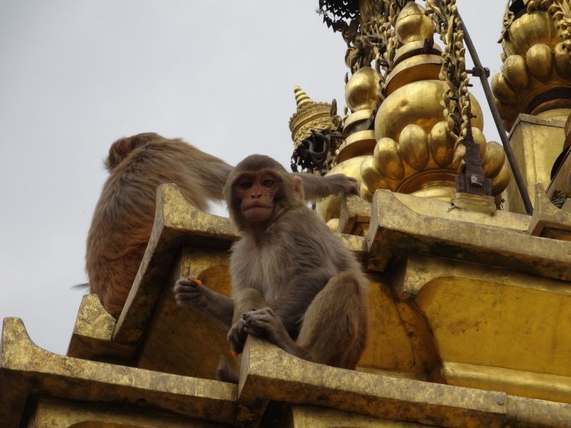 Kathmandu Private Tour - The Monkey Temple
