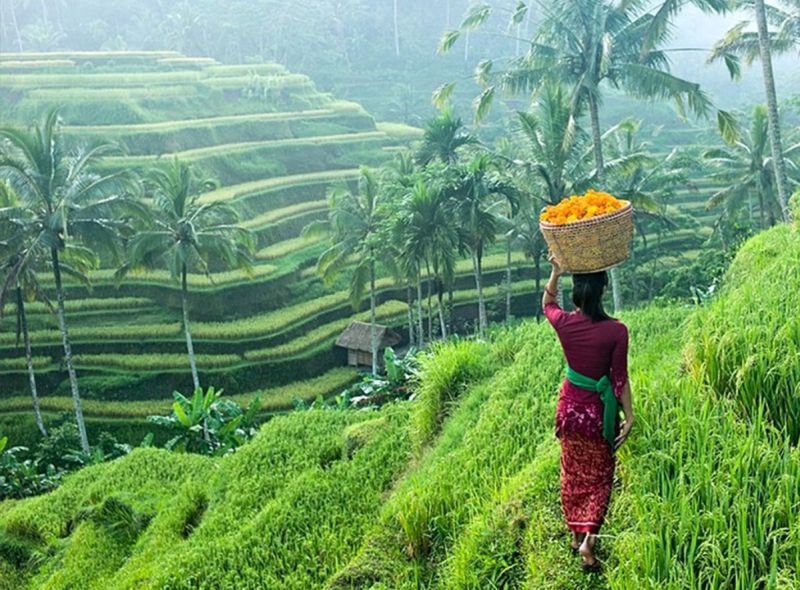 Bali Private Tour - Rice Teracce, cultivated by traditional Balinese farmers,