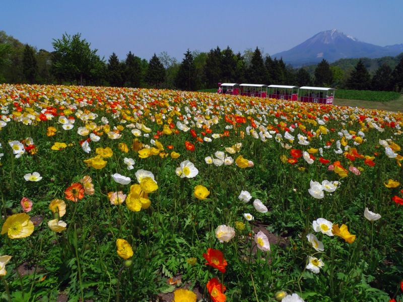 Tottori Private Tour - Tottori Flower Park　 (©とっとり花回廊)
