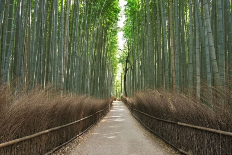 Osaka Private Tour - the Bamboo Forest