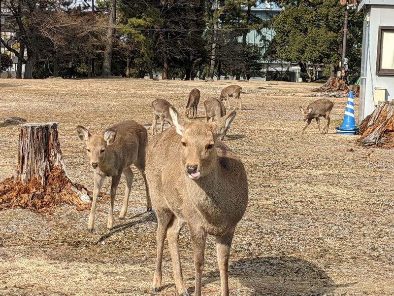 Nara Private Tour - Nara Park