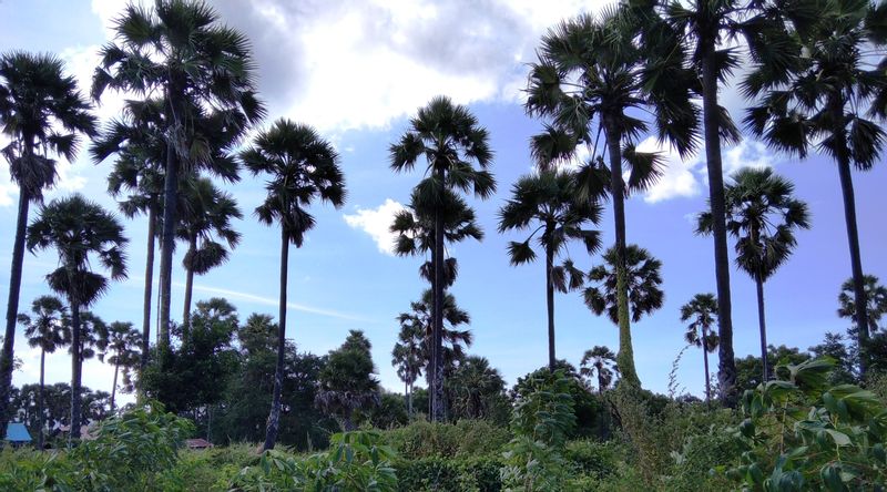 East Nusa Tenggara Private Tour - Lontar palm field.