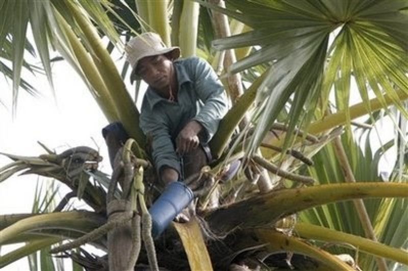 East Nusa Tenggara Private Tour - Working on the palm tree.