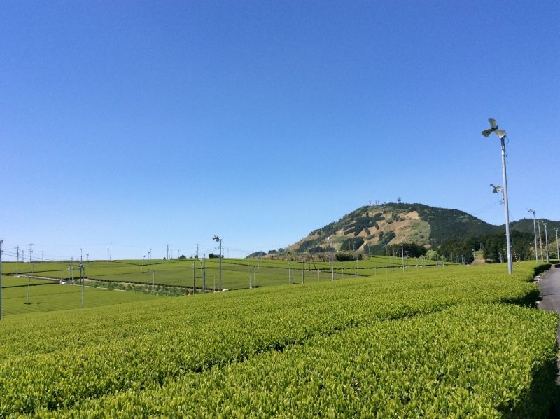 Shizuoka Private Tour - Tea fields 