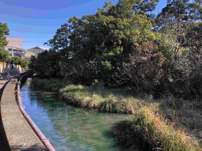 Kumano Private Tour - Forest in Ukisima, or floating island in the central Shingu city.