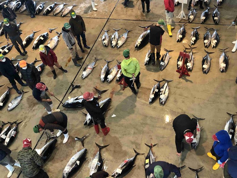 Kumano Private Tour - Tsuna trading in Katsuura port in the early morning.