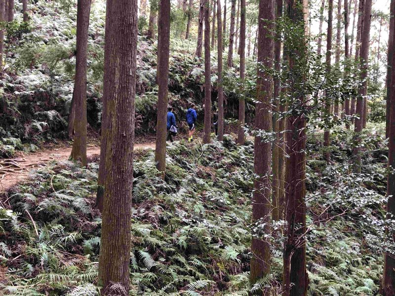 Kumano Private Tour - One scene on the Kumano Kodo near Hongu.