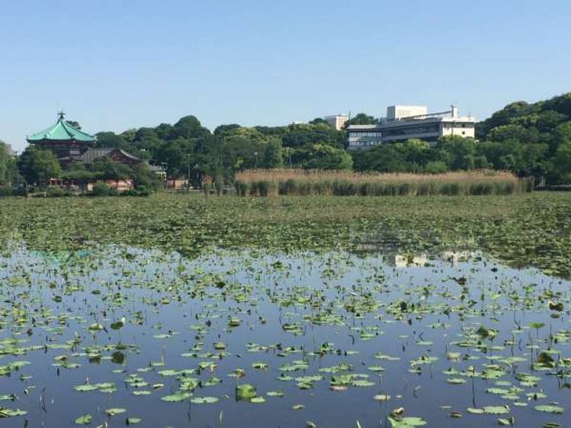 Tokyo Private Tour - Shinobazu-no-Ike pond in Spring