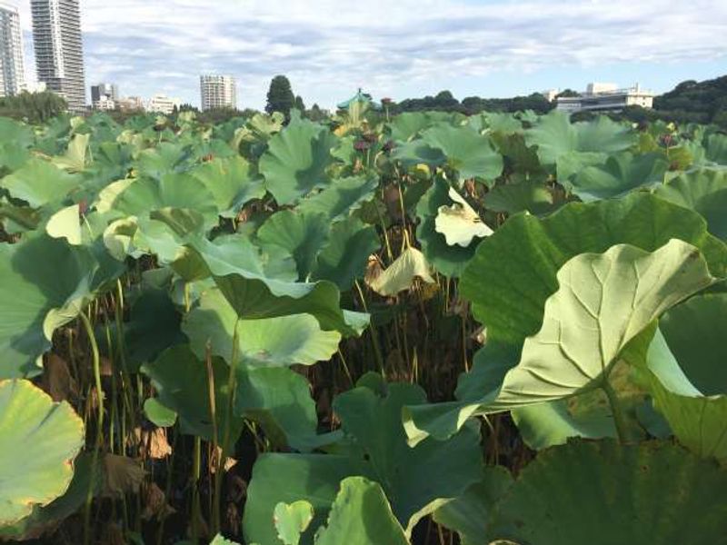 Tokyo Private Tour - Shinobazu-no-Ike pond in Summer (the same location)