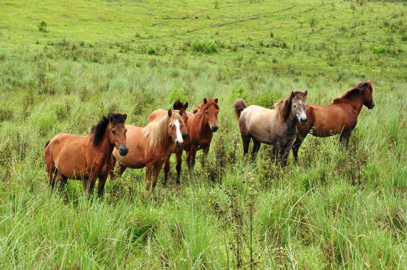 East Nusa Tenggara Private Tour - Wild horse farm in Deturia