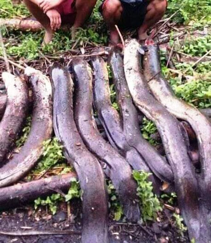 East Nusa Tenggara Private Tour - Giant Eels that believed by local as their ancestor.