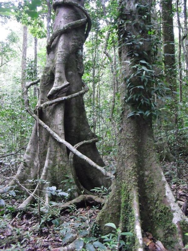 East Nusa Tenggara Private Tour - Giant trees at Tiwusora. 
