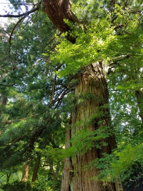 Kamakura Private Tour - The Japanese umbrella-pine tree