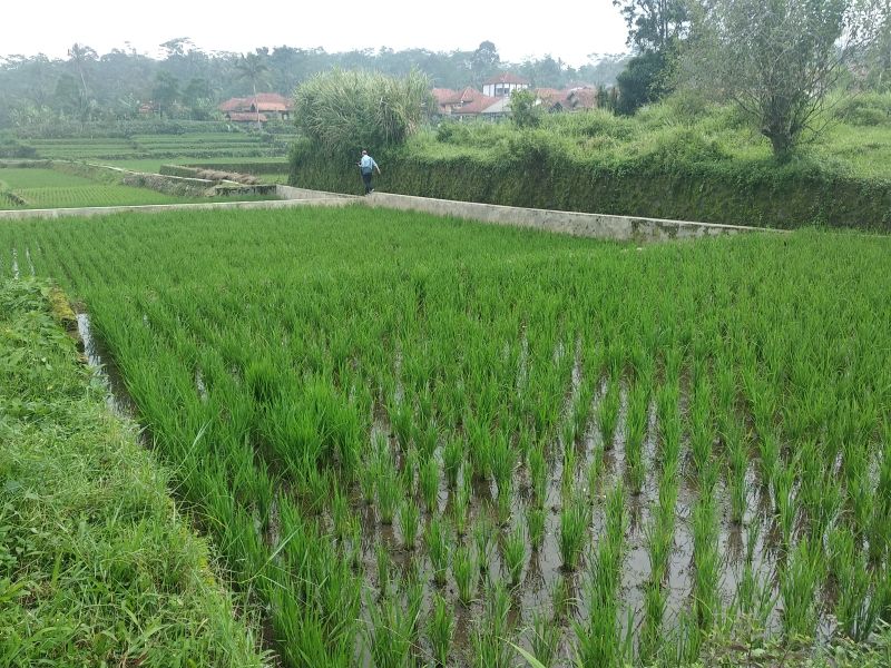 West Java Private Tour - Stop at rice field on the way to the hot spring