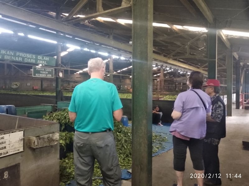 West Java Private Tour - Inside of the tea factory. See the processing how they moisturize the leaves.