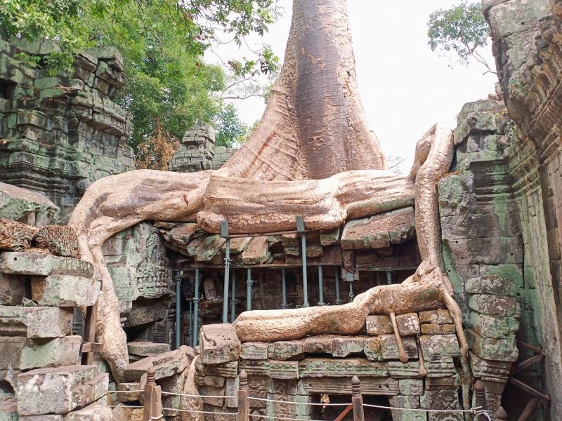 Siem Reap Private Tour - This is Taprohm Temple or Tomb Raider