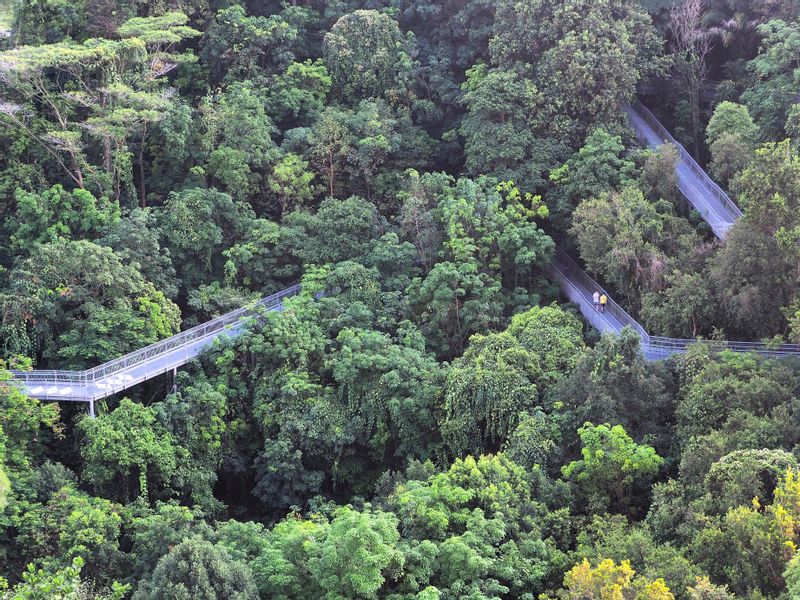 Singapore Private Tour - Meandering bridge of the Forest Walk