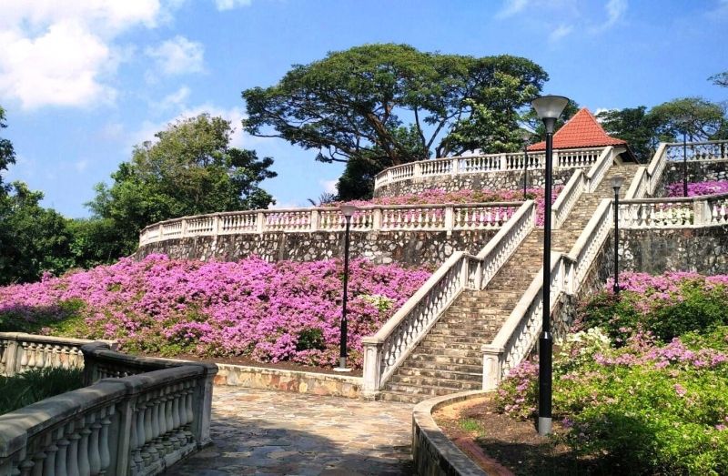 Singapore Private Tour - Bougainvillea in bloom at Telok Blangah Hill Park Terrace Garden