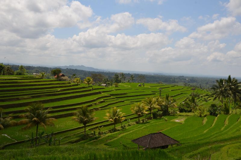 Bali Private Tour - Rice Terrace