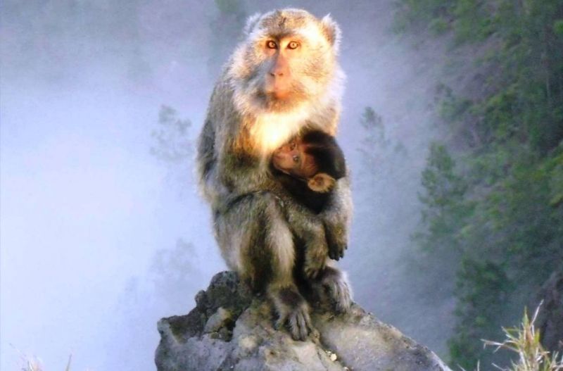 East Nusa Tenggara Private Tour - 8. Monkeys at the top of Kelimutu.