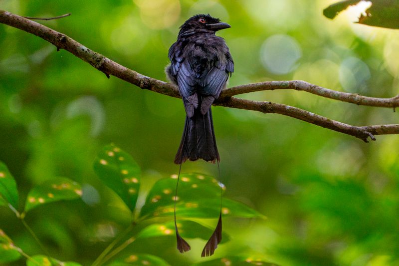 Singapore Private Tour - Greater racket-tailed drongo with that beautiful trailing racket tail