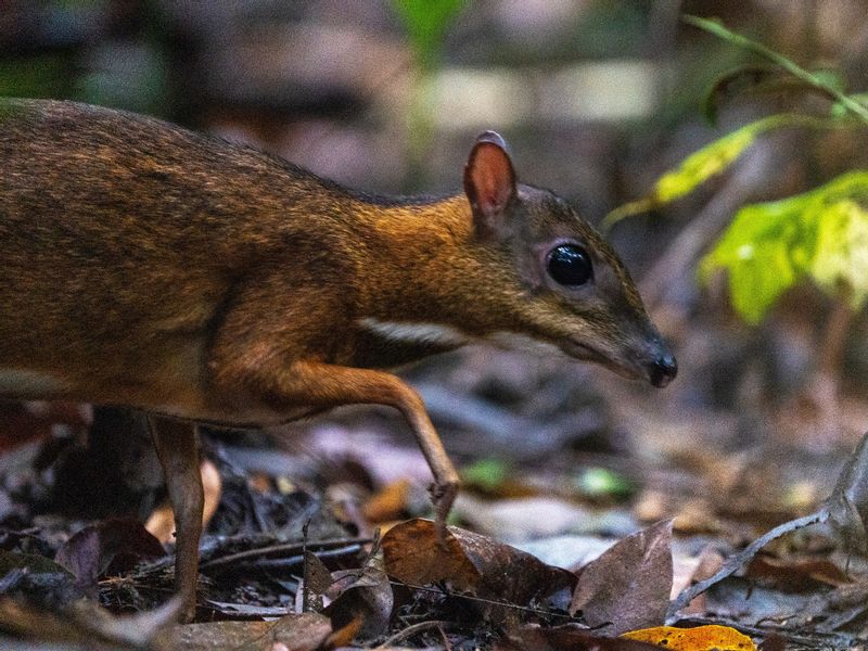Singapore Private Tour - Shy, diminutive lesser mousedeer