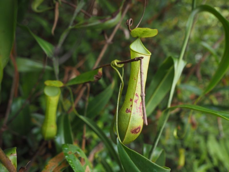 Singapore Private Tour - Pitcher plant spotted
