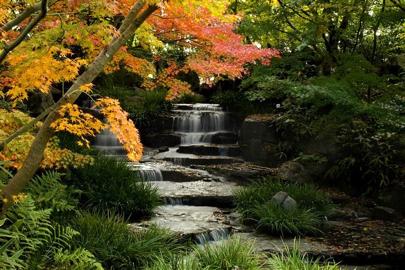 Himeji Private Tour - Koko-en garden. Can you hear the sound of the stream?