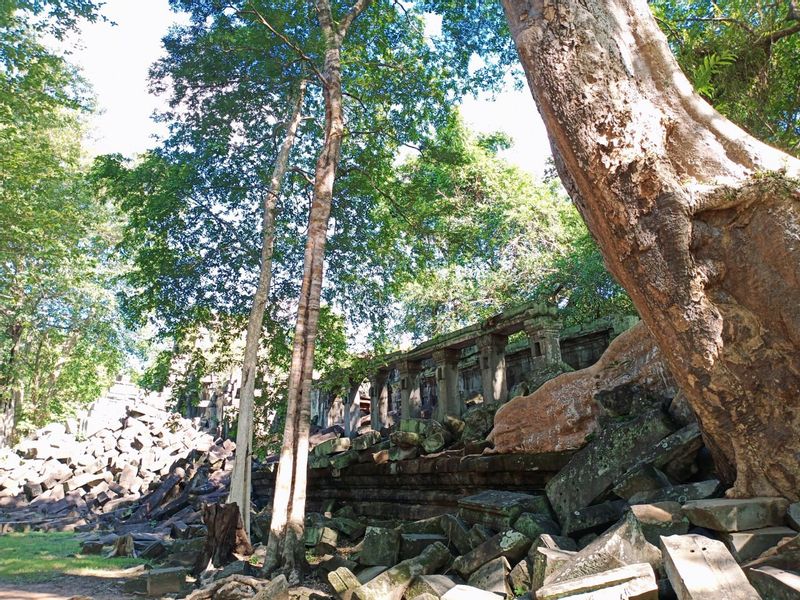 Siem Reap Private Tour - Jungled Temple