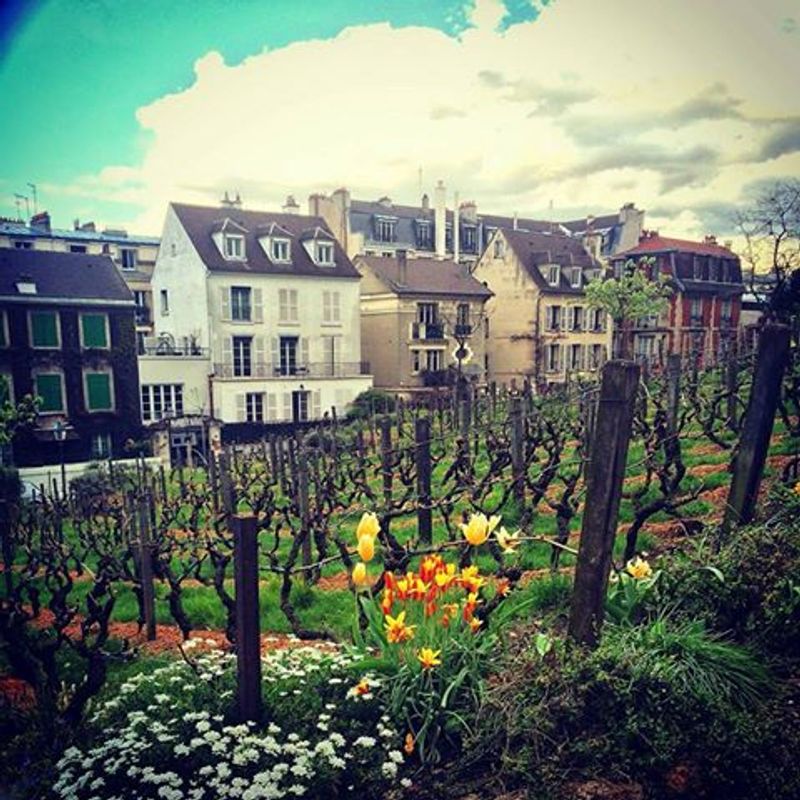 Paris Private Tour - You will discover a hidden vineyard created in the 19th century by artists, that still produces a limited amount of white wine each year.