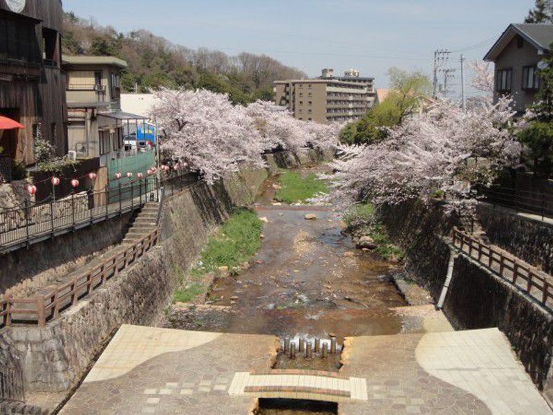 Kobe Private Tour - Beautiful cherry blossoms on both sides of Arima River