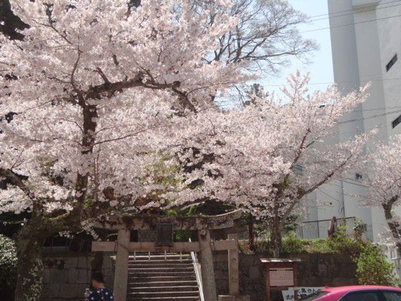 Kobe Private Tour - Beautiful cherry blossoms on both sides of Arima River