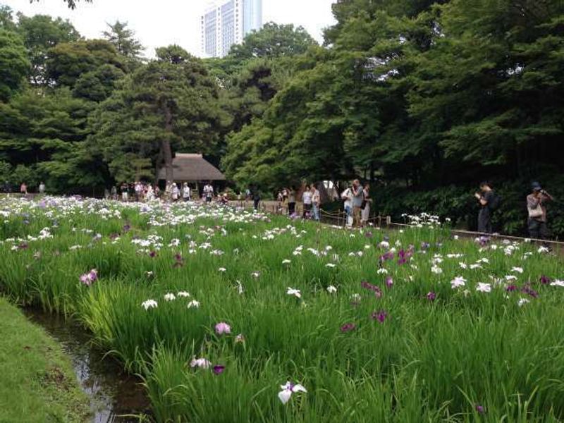 Tokyo Private Tour - The Irises  garden of Koishikawa-korakuen