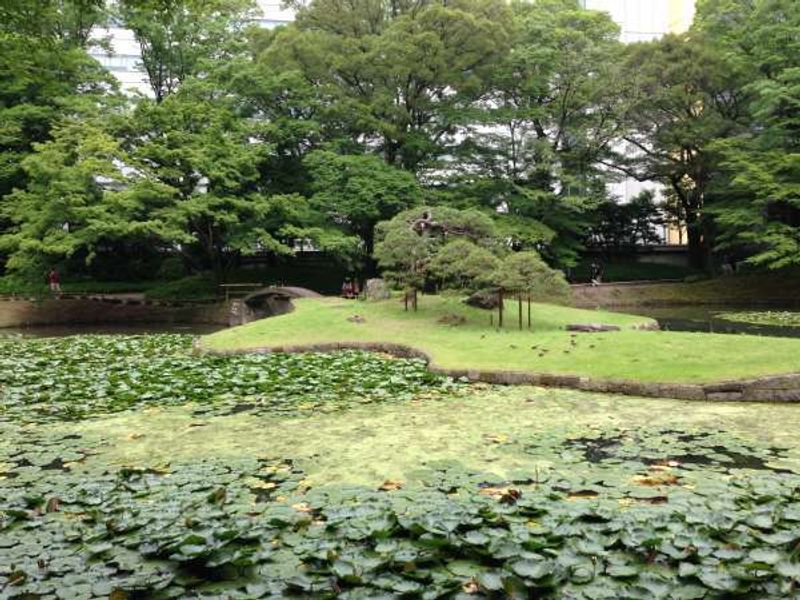 Tokyo Private Tour - Lotus flowers cover on the pond of Koishikawa-Korakuen