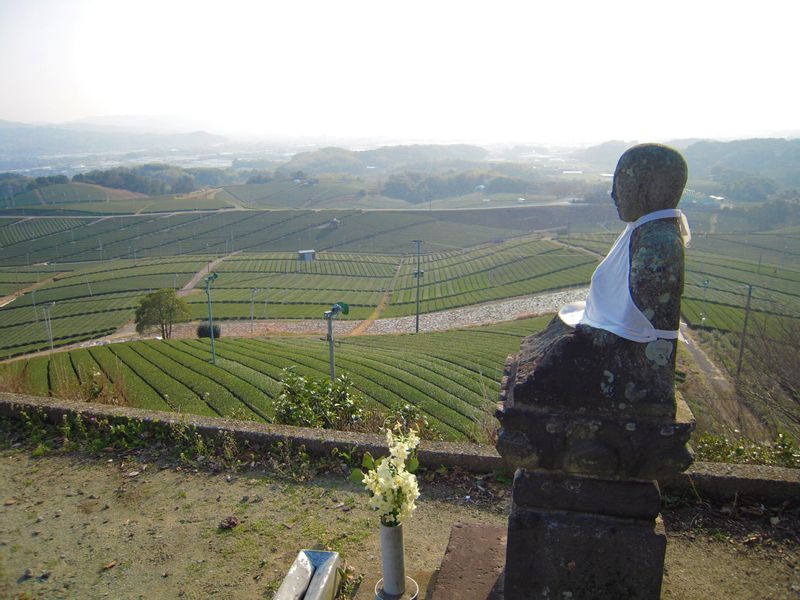 Fukuoka Private Tour - Amazing view of green tea plantation!