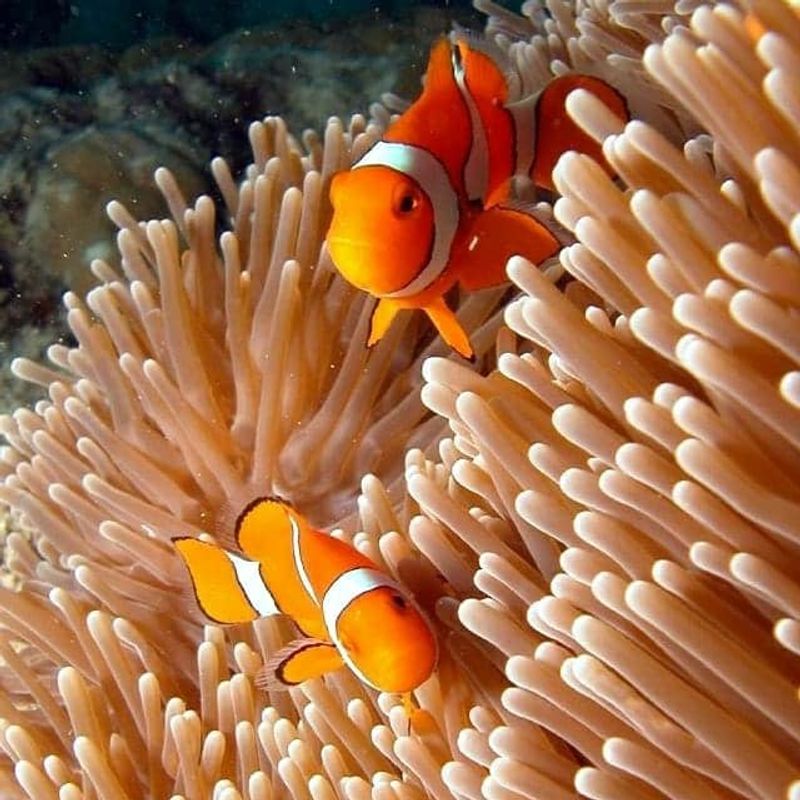 Bali Private Tour - Nemo