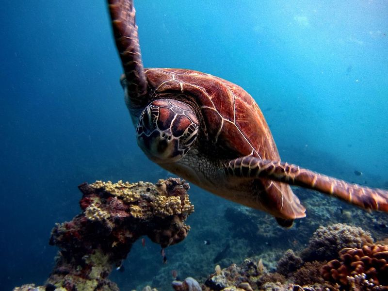 Bali Private Tour - Under water view