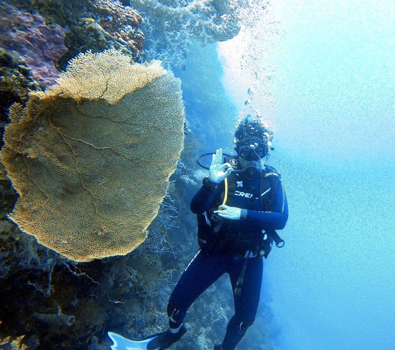 Bali Private Tour - Mushroom coral