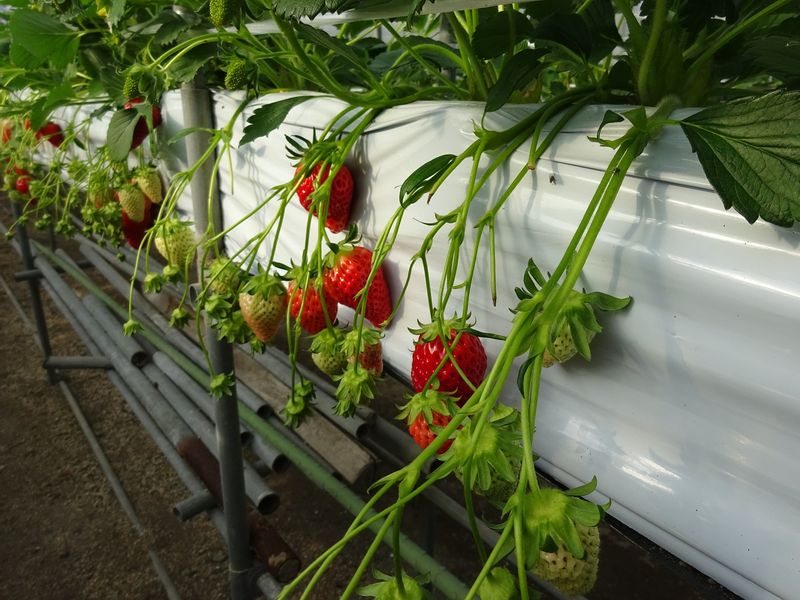 Himeji Private Tour - Fresh Strawberry Picking on the way of cycling, Taste fresh juicy strawberries. 