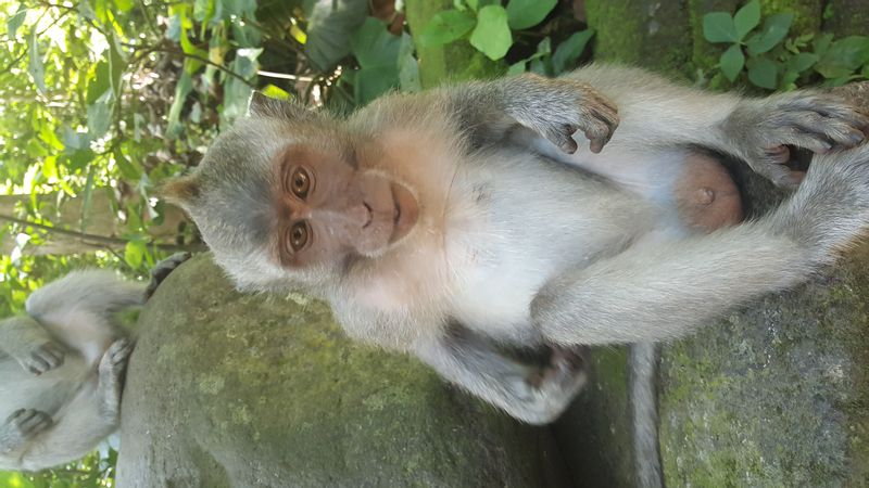 Bali Private Tour - Baby monkey in Ubud