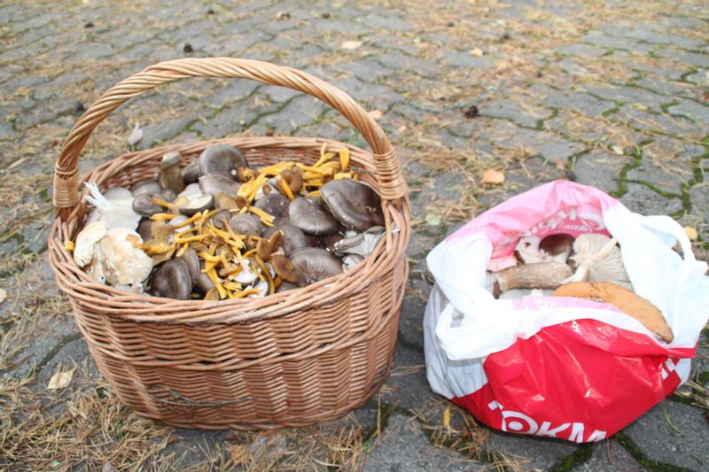 Helsinki Private Tour - During summertime we can pick up mushrooms and learn how to make food of them