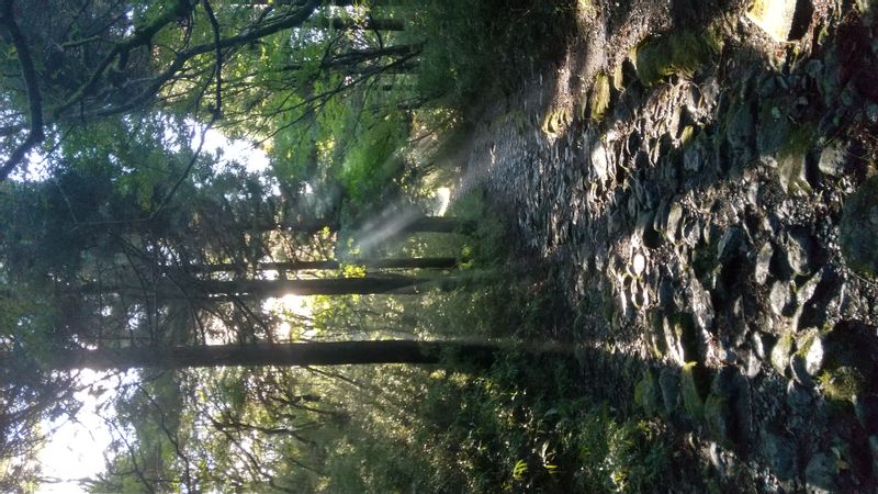 Hakone Private Tour - A ray of sun along to a road in the route