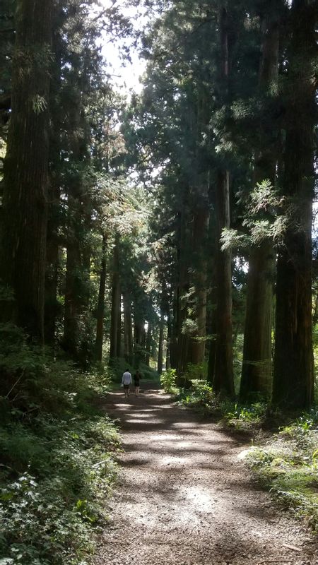 Hakone Private Tour - Cider tree avenue