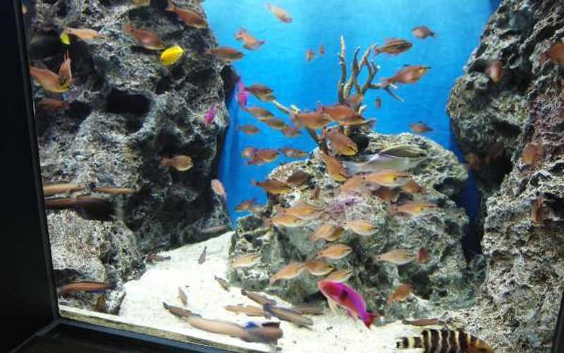 Niigata Private Tour - Colorful fish greets you at Marinepia Nihonkai.